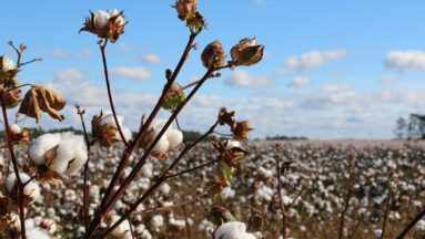 MaatschapWij Biologisch Katoen