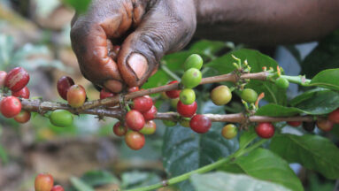 Koffieboon plukken