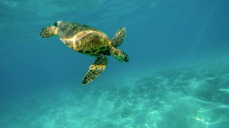 zeeschildpad