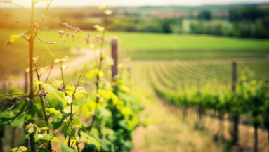 biologische biodynamische natuurwijn