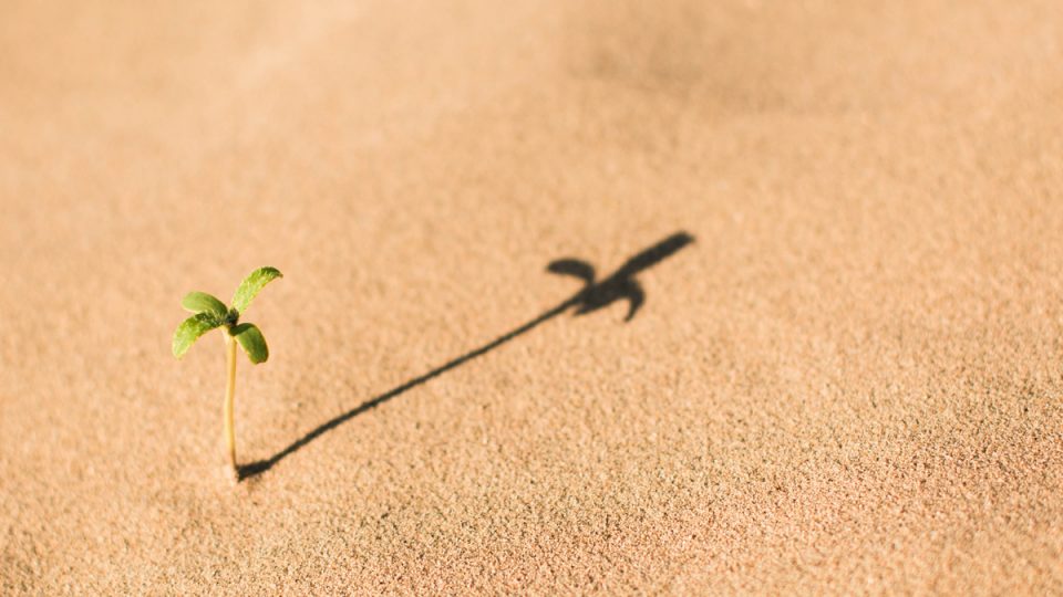plantje in zand