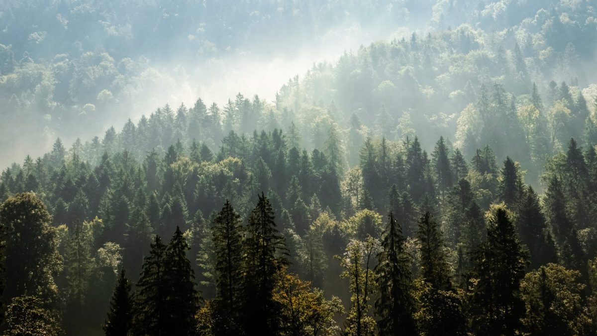 ecocide