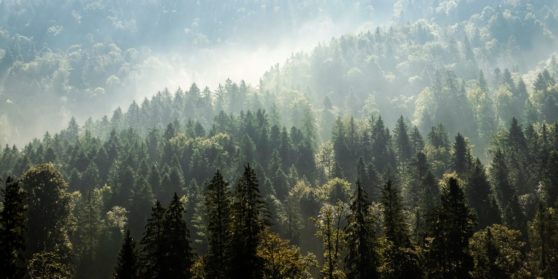 ecocide