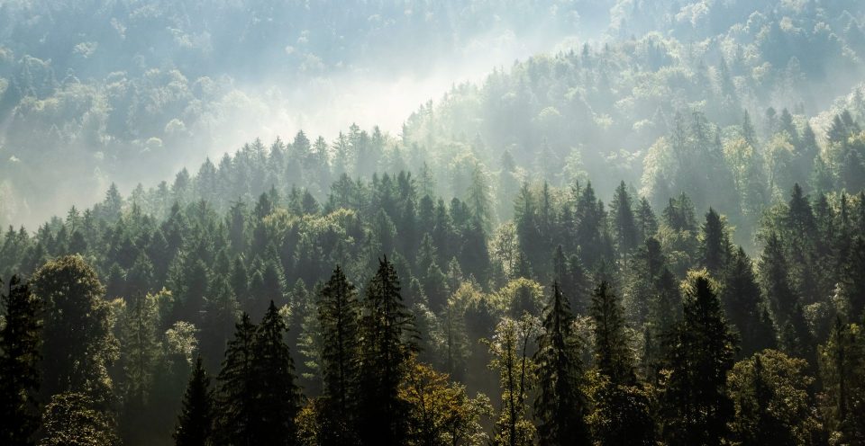 ecocide