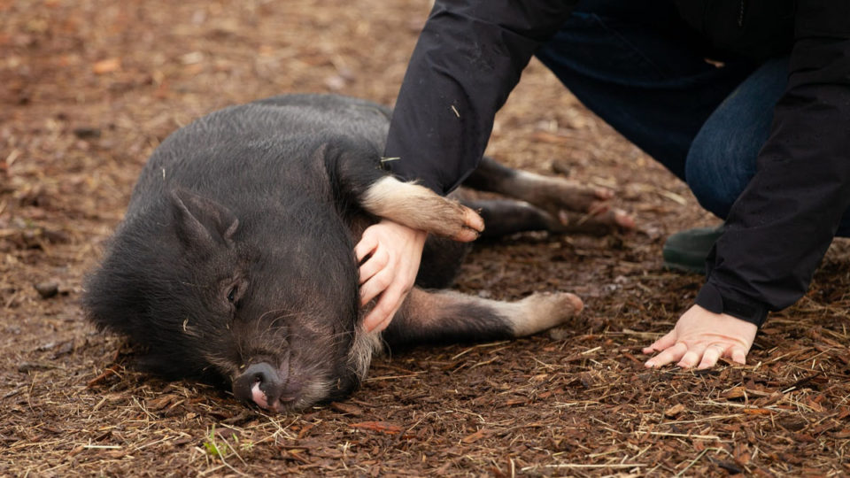 geredde dieren