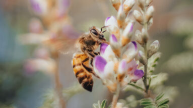 Voedselbanken voor bijen