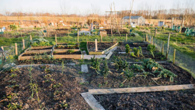 regeneratieve landbouw