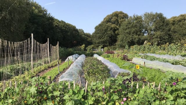 No Dig Moestuin