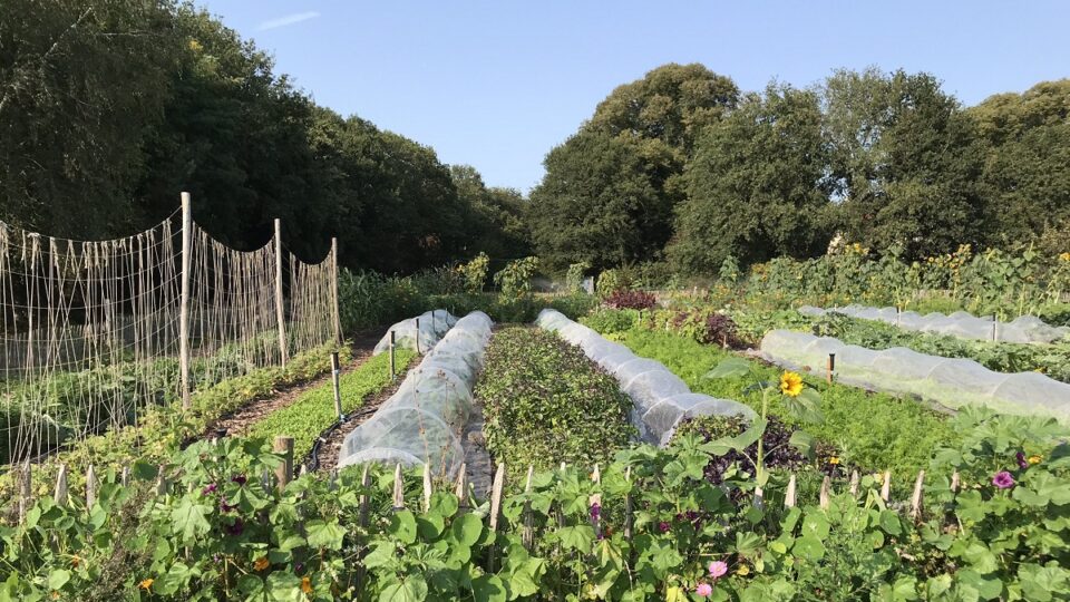 No Dig Moestuin